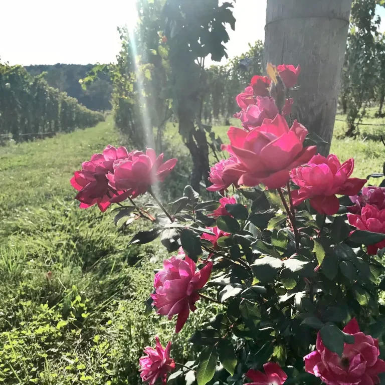How to Map the Sun's Changing Angle to Optimize Your Garden Layout - Featured image