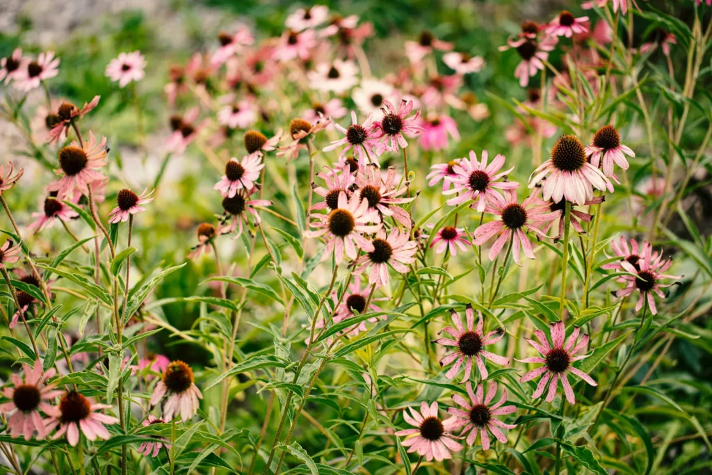 Chicago Trials Spotlight Reliable New Perennials - Featured image
