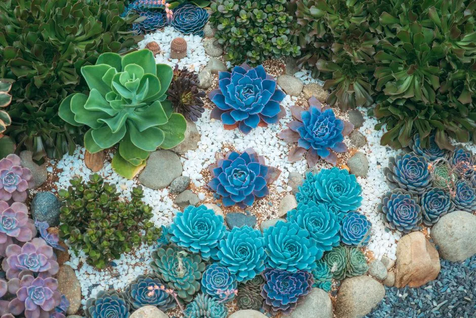Want Your Anaheim Backyard to Truly Flourish? Plant These 5 Low-Maintenance Gems
