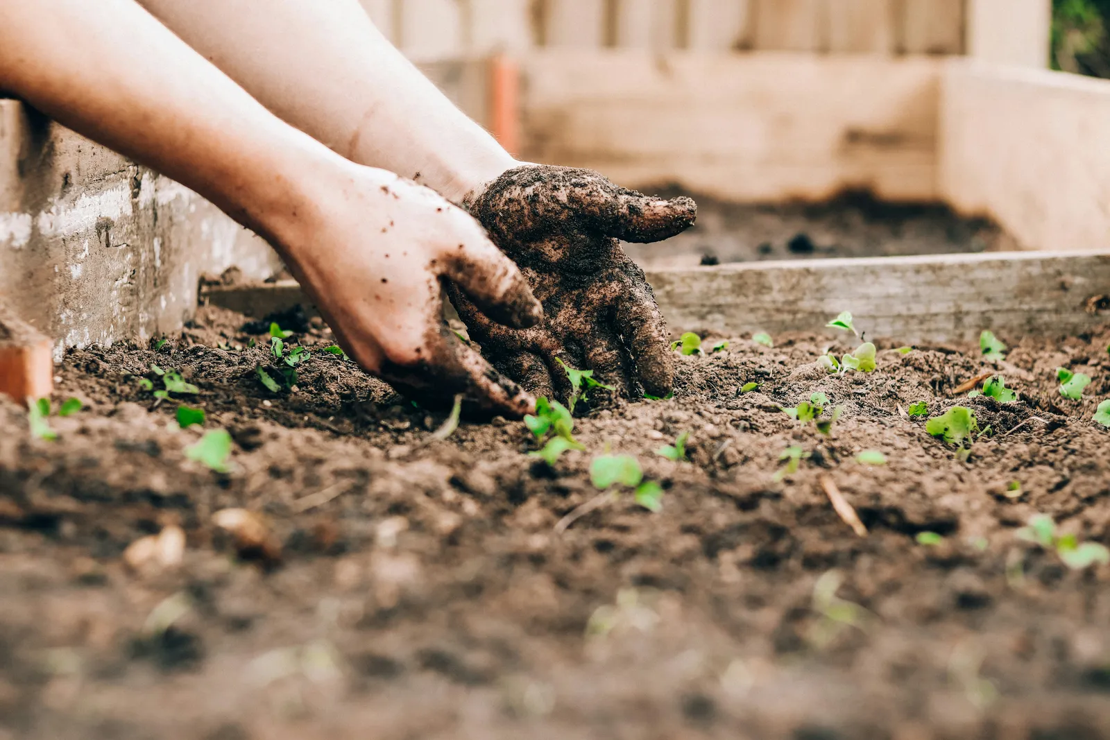 Gardeners Share Bulb Planting Trick to Cut Summer Mess