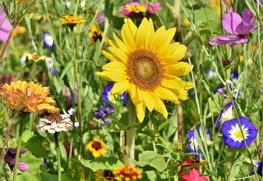 Rosemoor: RHS Devon Garden Lessons for Americans - Featured image