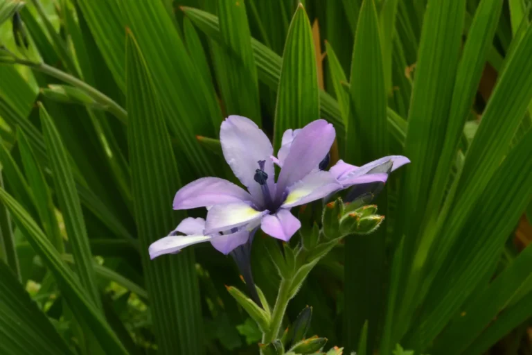 The Baboon Flower: A Fragrant South African Native Worth Adding to Your Garden - Featured image