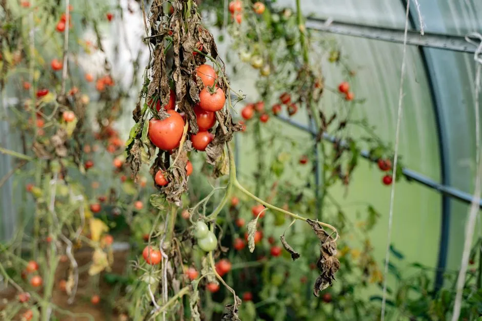 Why Your Tomatoes Stop Growing at Exactly 3 Feet Tall (And the 60-Second Fix) - Featured image