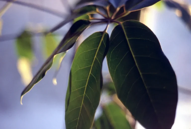 7 Hardy Houseplants That Are Virtually Impossible to Kill, Even in Low Light - Featured image