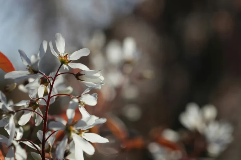 Juneberry: The Overlooked Native Edible Plant for June Harvests - Featured image
