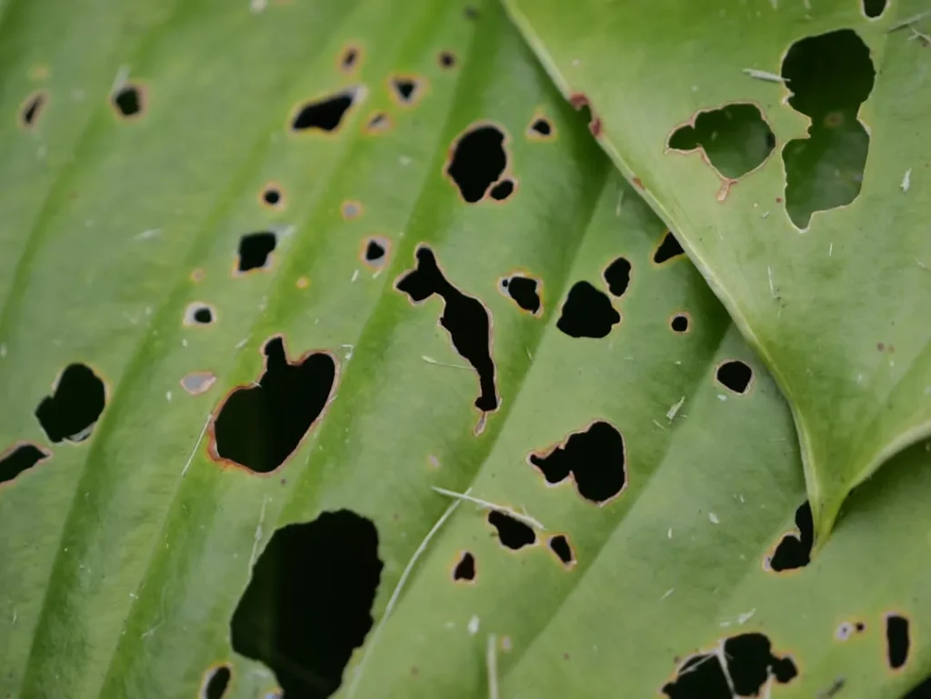 The Safe, Organic Way to Rid Your Fruit Trees of Destructive Aphids - Featured image