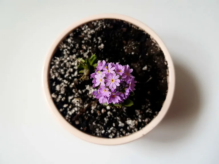The Surprising Household Item That Keeps Potted Plants Hydrated for Days - Featured image