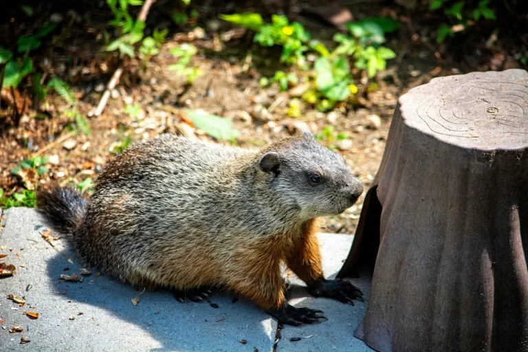 The Safe and Humane Way to Relocate a Groundhog Family From Under Your Deck - Featured image