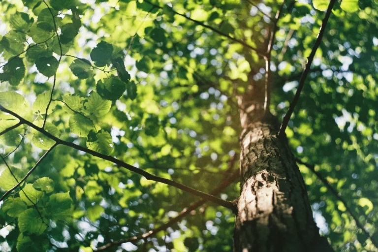 Summer Tree Trimming Protects Property Safety and Curb Appeal - Featured image