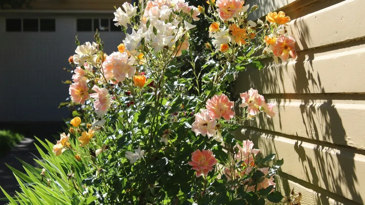 Trump Patio Replaces Rose Garden Lawn