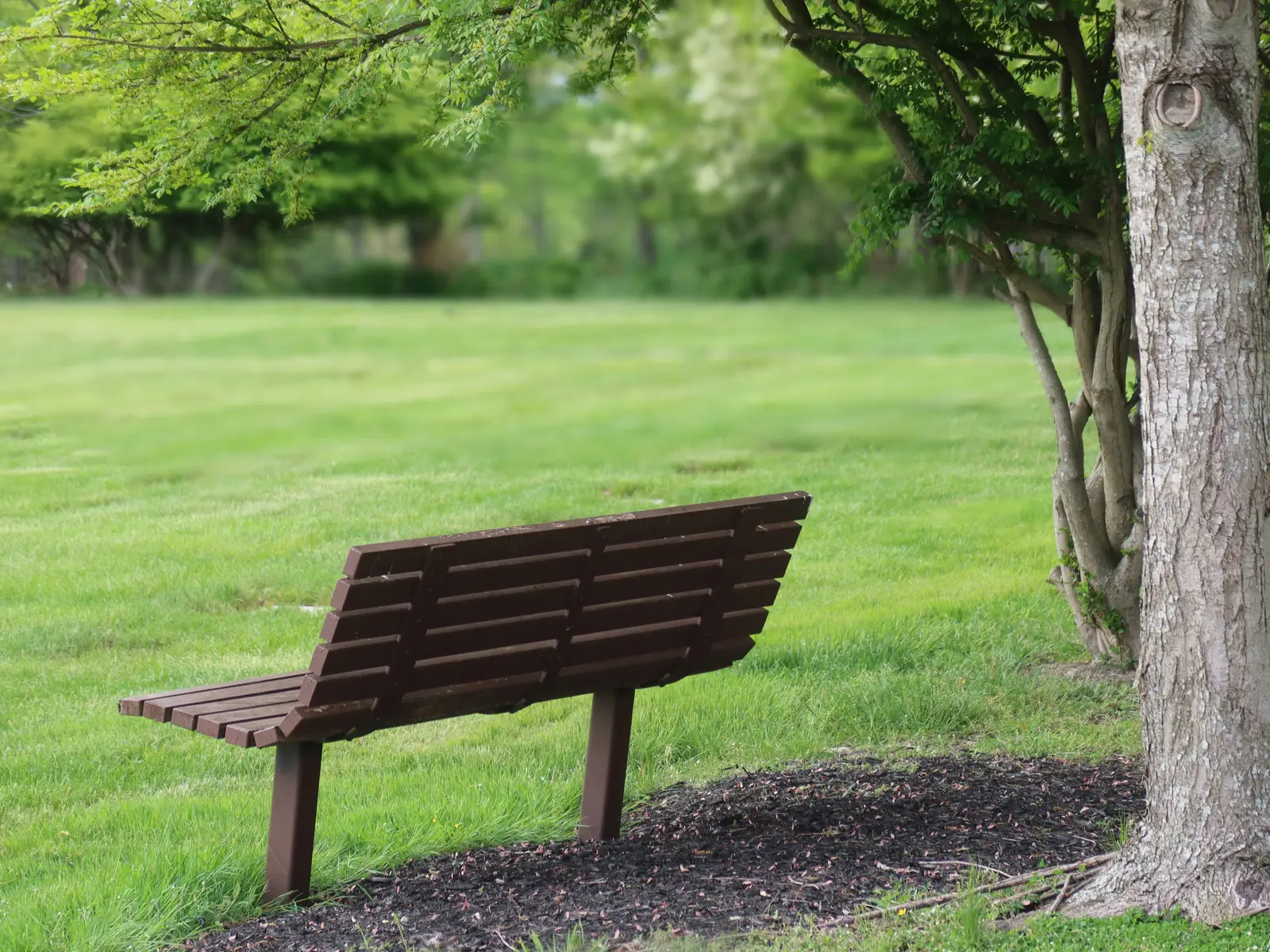 TreesLouisville Plants Living Memorial in Louisville Neighborhood