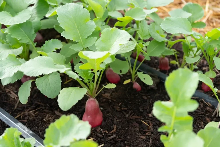 6 Foolproof Vegetables Every First-Time Gardener Should Start With - Featured image