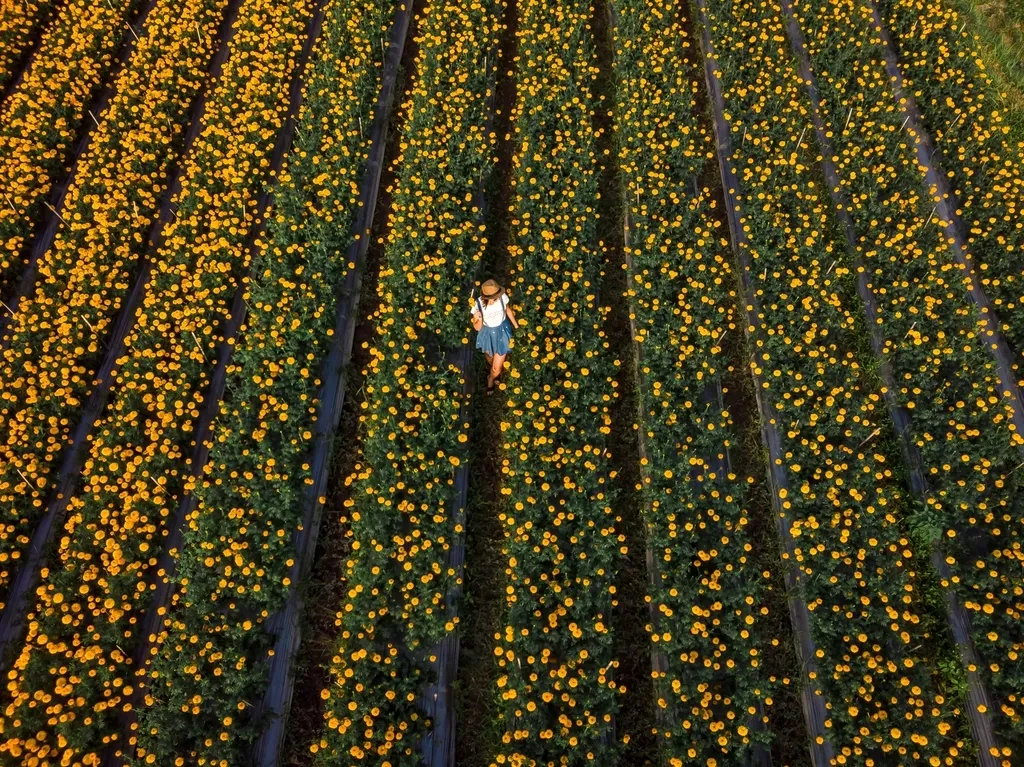 The One Flower You Should Plant Next to Your Vegetables to Repel Pests - Featured image