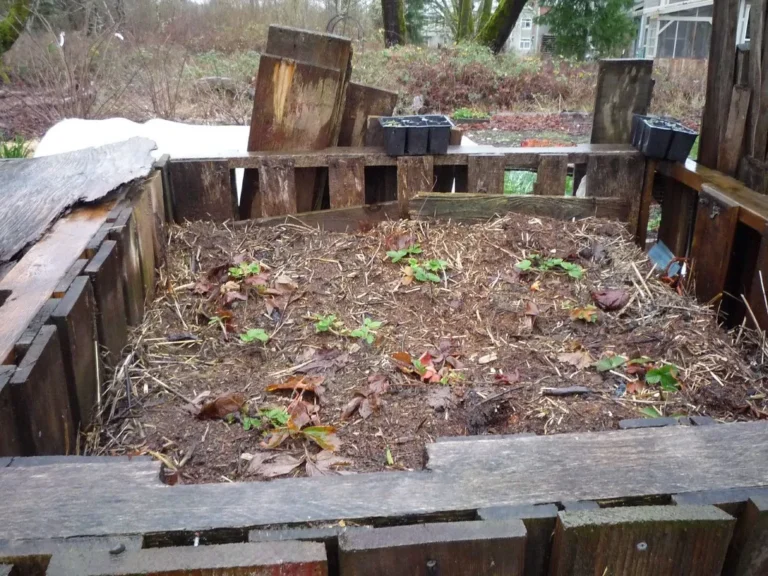 The Truth About "Compostable" Plastics: Can They Really Go in Your Backyard Pile? - Featured image