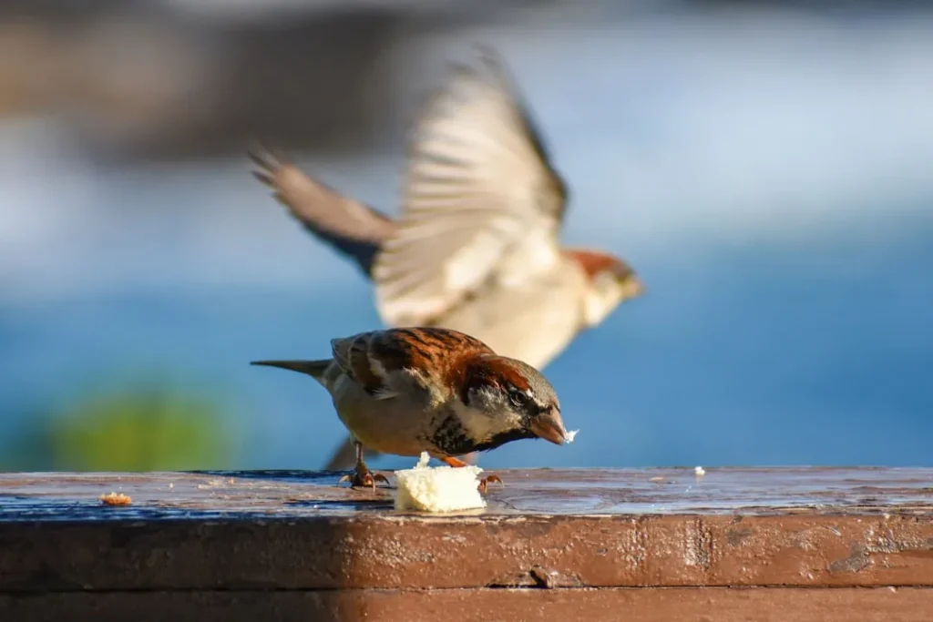 How to Use Foil Pie Pans to Stop Birds From Stealing Your Ripening Berries - Featured image