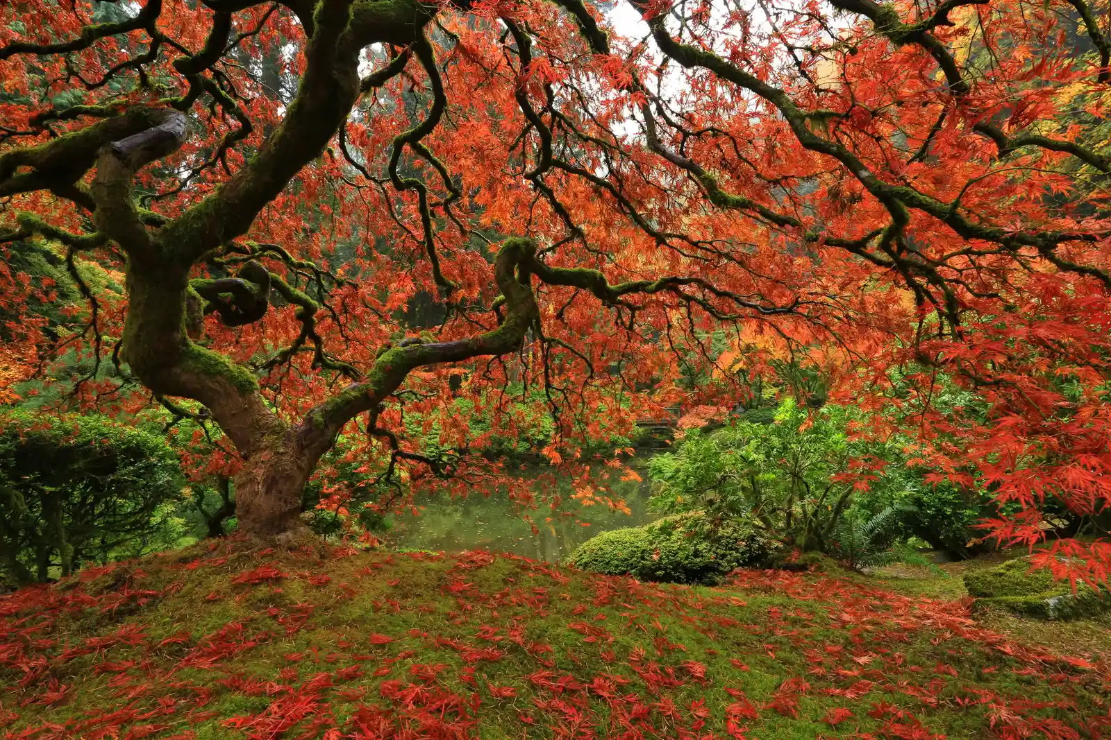 Japanese Maples Earn Expert Praise as Top Trees for Containers and Seasonal Interest