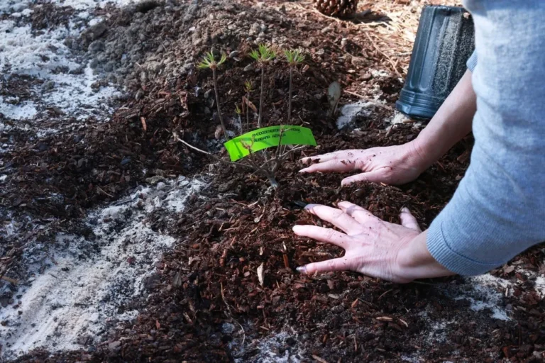 The Depression-Era Gardening Trick That Saves $400 on Water Bills Every Summer - Featured image