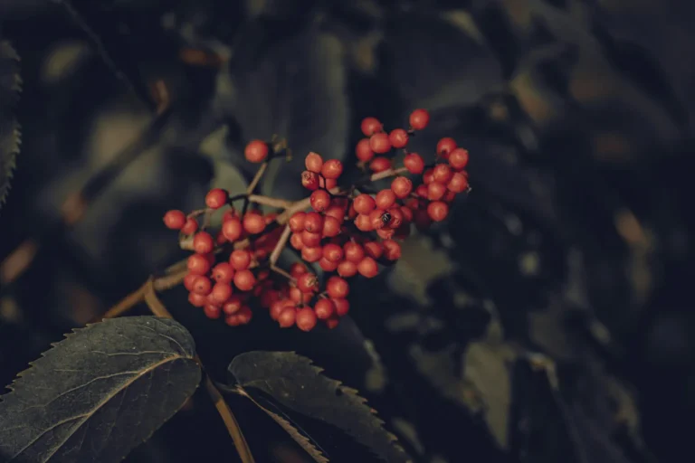 Still Growing Japanese Barberry? Time to Consider Replacements for Your Landscape - Featured image