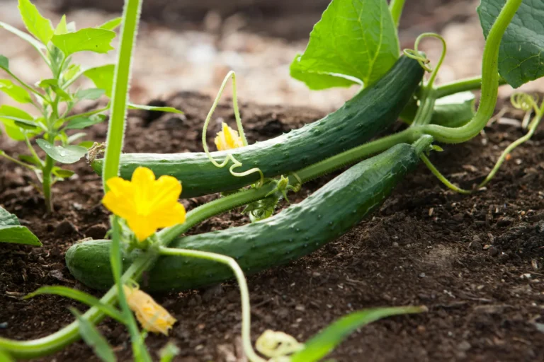 Plant Heat-Tolerant Vegetables This Summer - Featured image