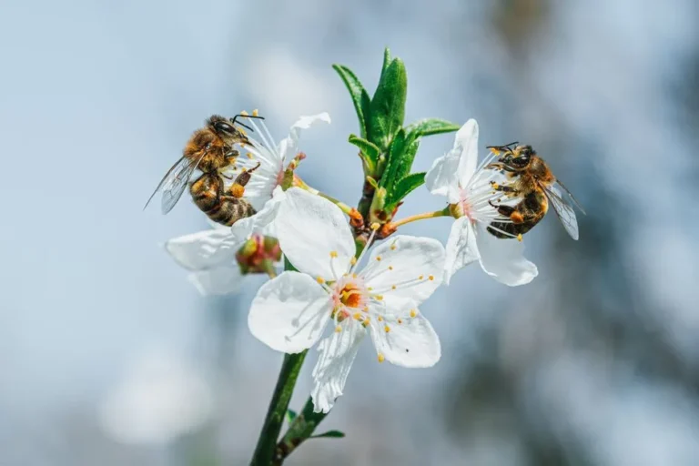 How to Build a Simple DIY Bug Hotel to Support Beneficial Pollinators - Featured image