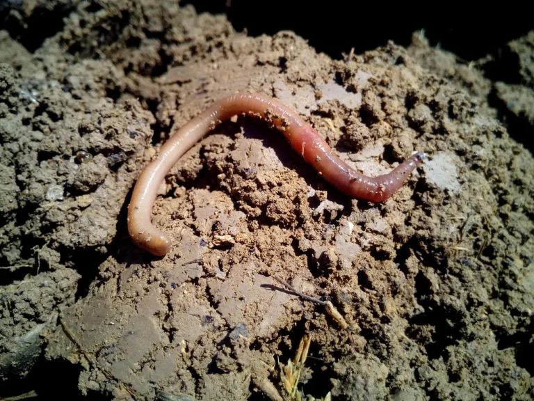 How to Start a Worm Composting Bin Under Your Kitchen Sink Without the Smell - Featured image