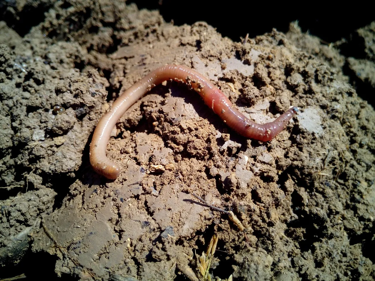 How to Start a Worm Composting Bin Under Your Kitchen Sink Without the Smell