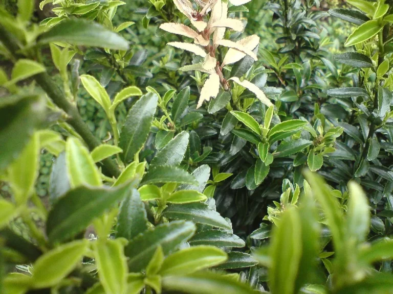 The Best Edible Privacy Screen Plants for Borders and Property Lines - Featured image