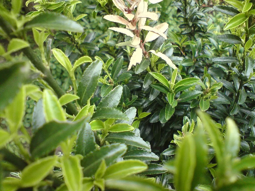 The Best Edible Privacy Screen Plants for Borders and Property Lines - Featured image