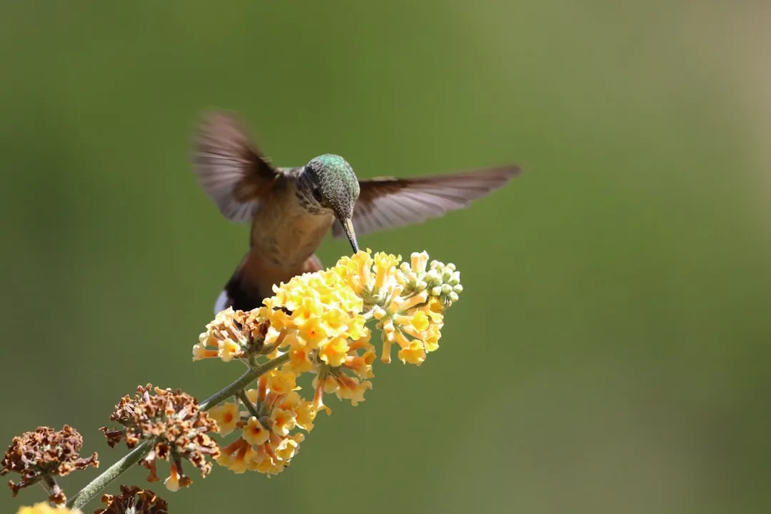 How to Plant a Dynamic "Pollinator Ribbon" Along Your Existing Fence Line