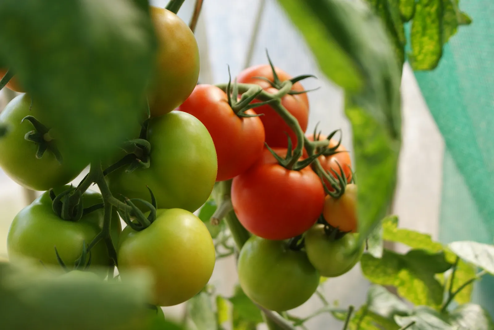 Why Tomato Vines Sag and How to Fix It