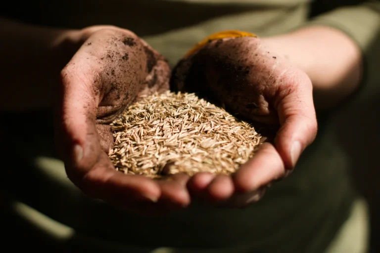 Not All Grass Seeds Are Safe to Forage - Featured image