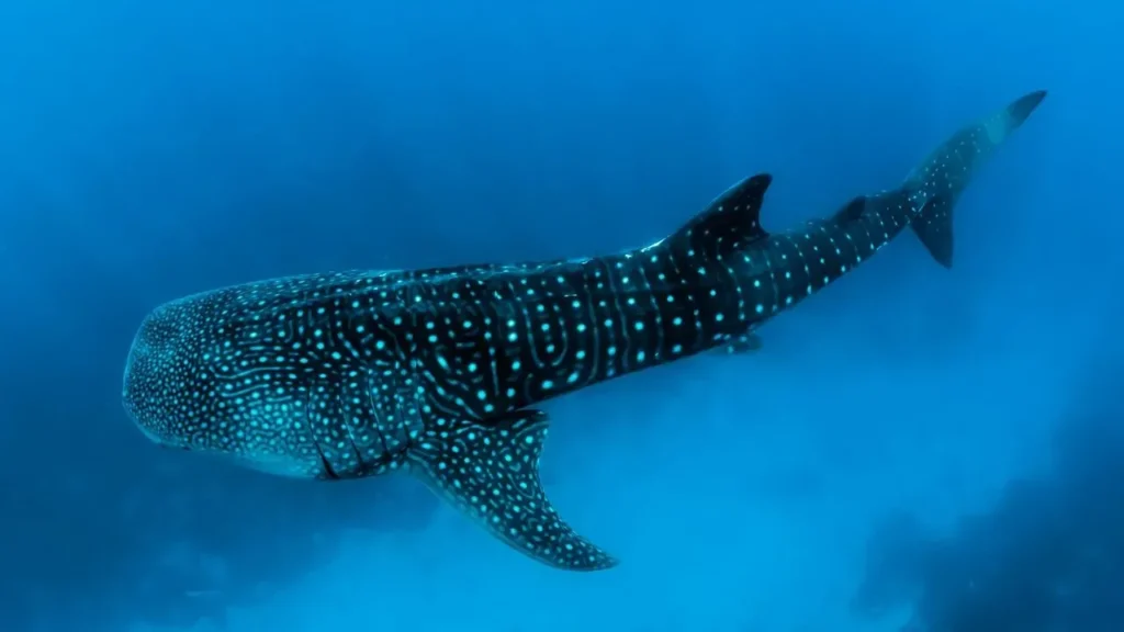Whale Shark Spotted Off Florida by Underwater Camera - Featured image