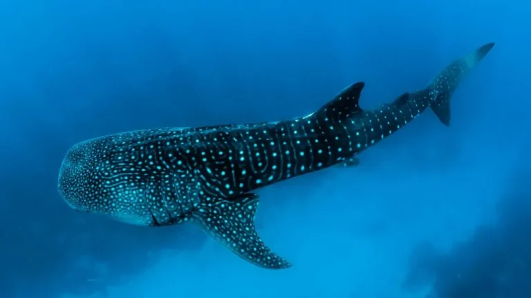Whale Shark Spotted Off Florida by Underwater Camera - Featured image