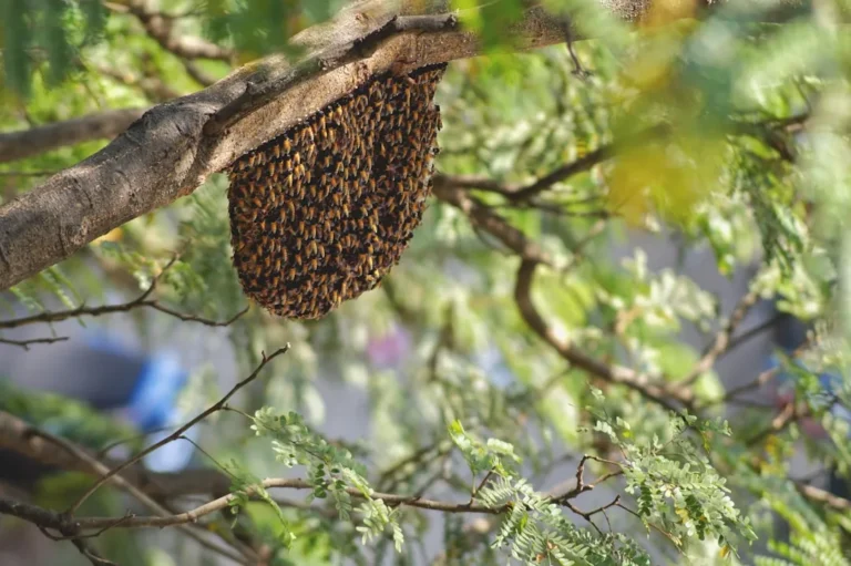 Plant These Pollinator-Magnet Trees in Your Garden for the Buzzing Wildlife You Crave - Featured image