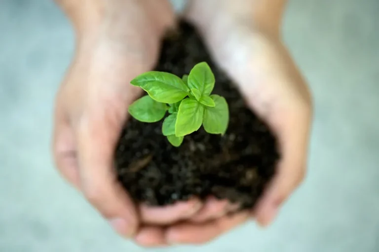 The Best Low-Tech Home Upgrades for Sustainable Living on a Budget - Featured image
