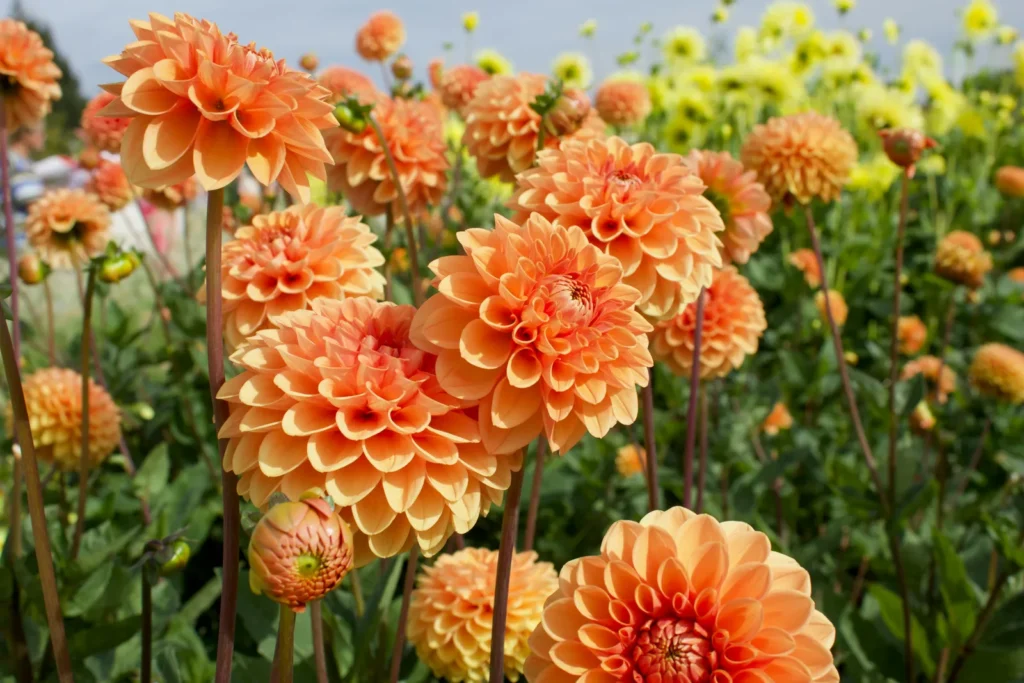 Grow Dahlias for Longer Cut Flower Seasons - Featured image
