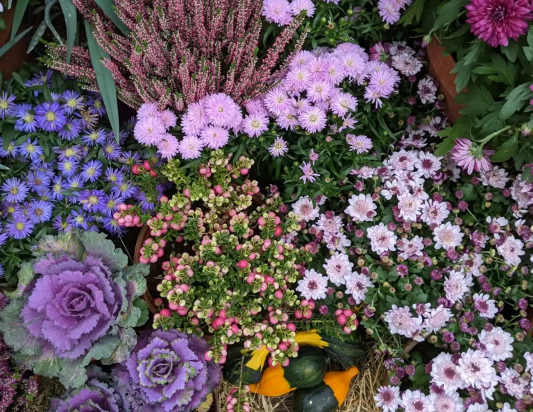 Herb Companions That Repel Pests and Avoid Clashes - Featured image