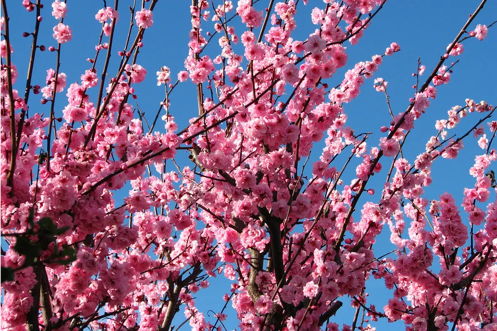 How to Protect Delicate Fruit Tree Blossoms From a Sudden Late Spring Frost - Featured image
