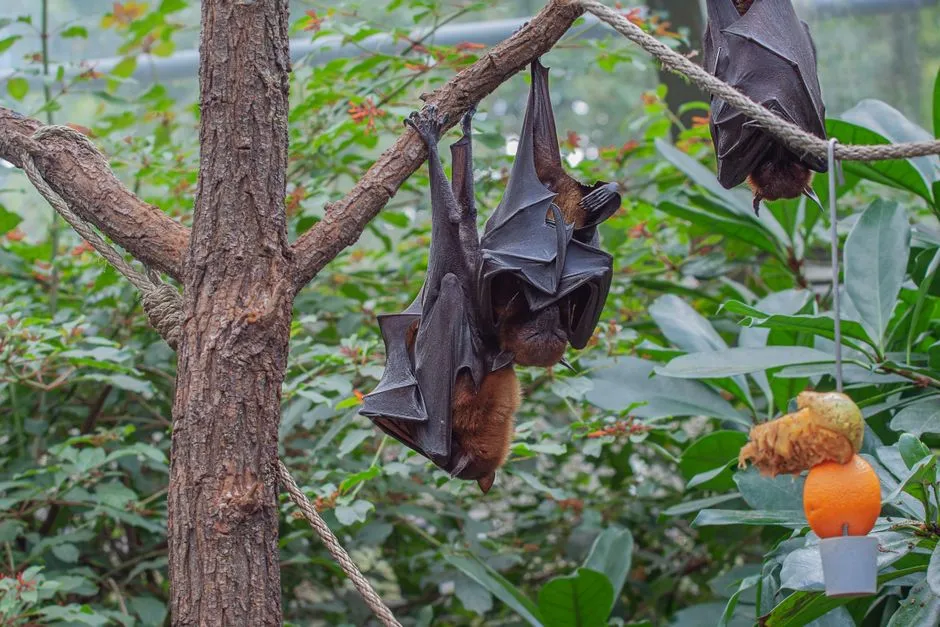 Think Bats in Your Yard Are Bad? Here Is Why You Actually Want Them Around