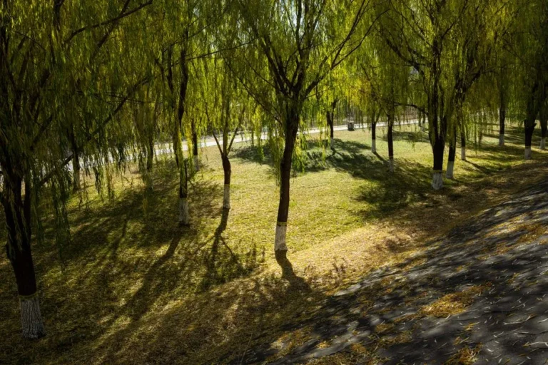 Plant These Lush Trees in Your Palm Springs Courtyard for the Desert Shade You Crave - Featured image