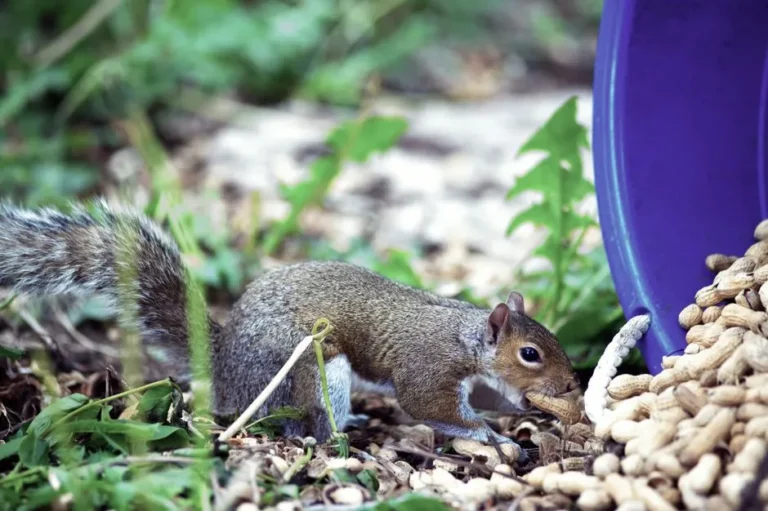 Understanding Backyard Squirrels: Why They Bury Nuts in Your Potted Plants - Featured image