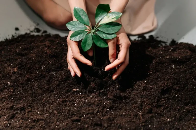 Beyond the N-P-K Ratio: Understanding Micronutrients in Your Garden Soil - Featured image