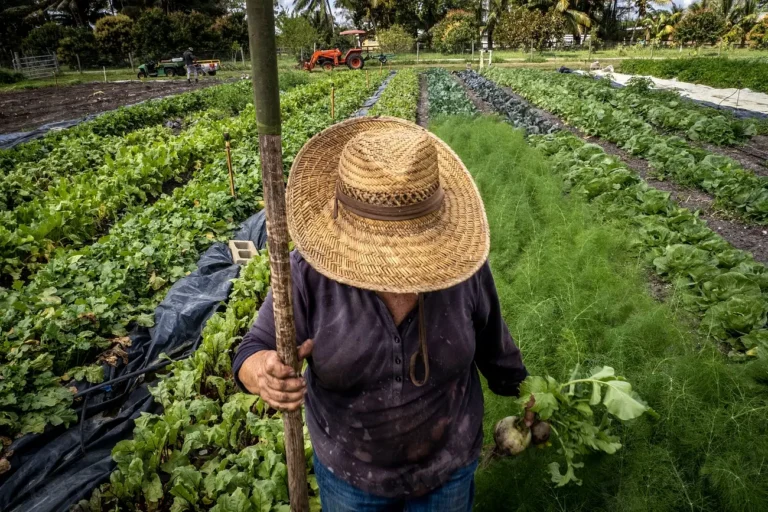 The Incredible History of the Victory Garden and Its Modern Resurgence - Featured image