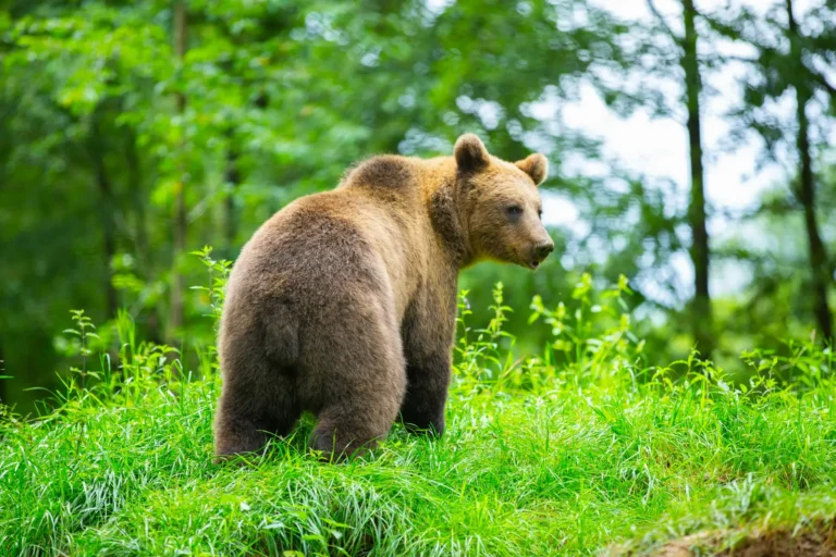 94 Schools Suspend Classes After First-Ever Bear Sighting in a Japanese City - Featured image