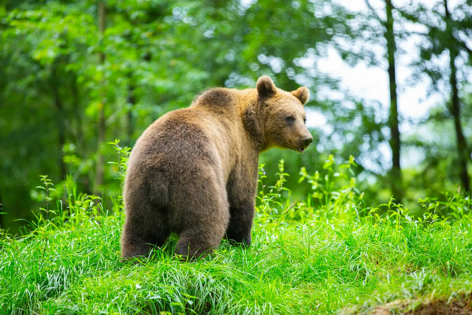 94 Schools Suspend Classes After First-Ever Bear Sighting in a Japanese City