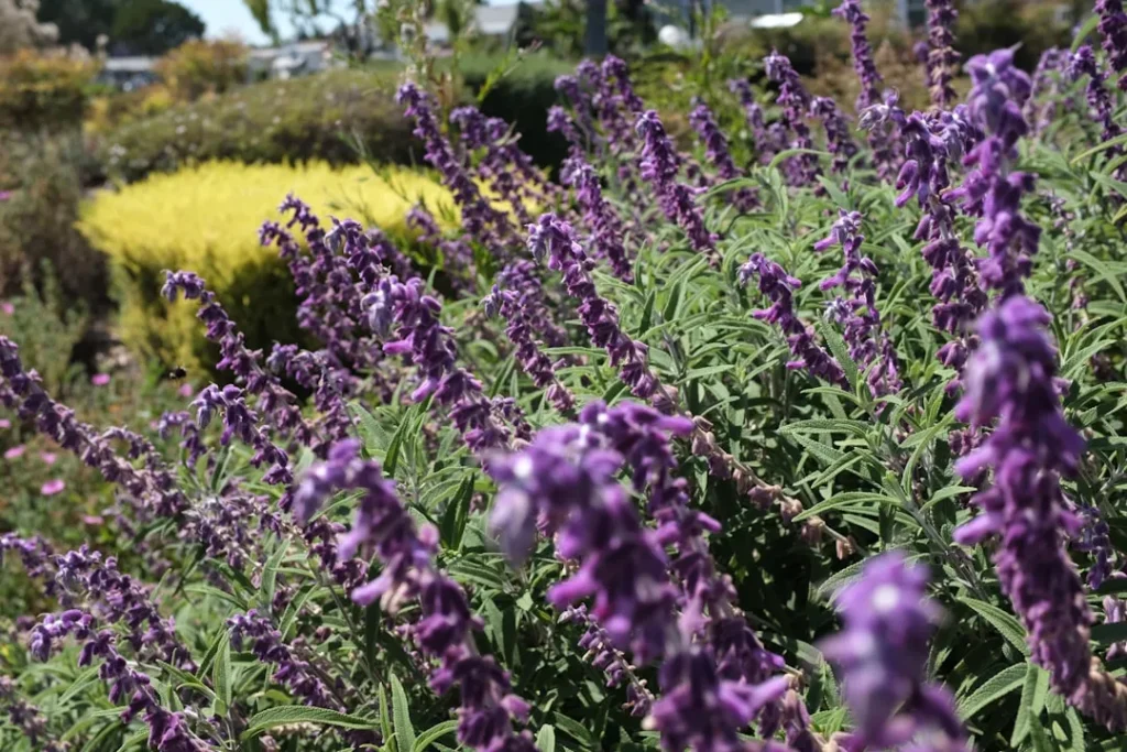 Plant These Vibrant Trees in Your California Garden for the Explosion of Color You Crave - Featured image