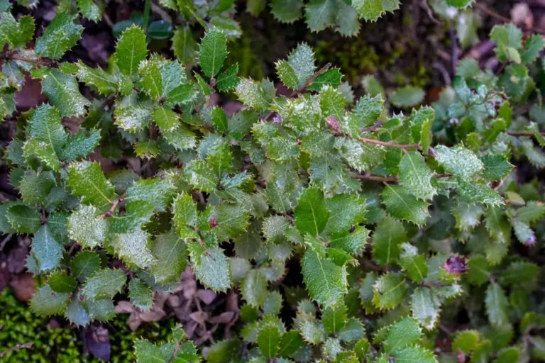 6 Striking Native Shrubs That Provide Crucial Winter Food for Birds - Featured image
