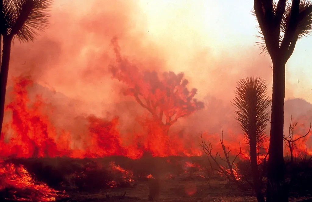Why Controlled Burns Are Becoming Our Best Weapon Against Massive Wildfires - Featured image