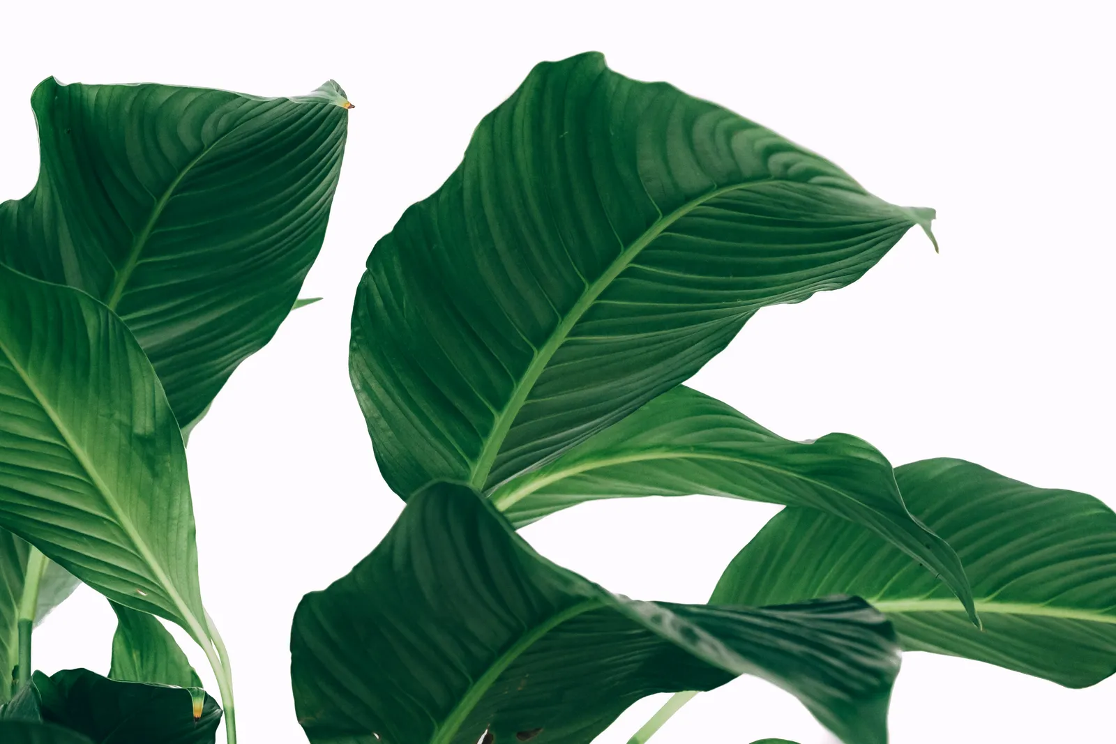 Hostas: The Versatile Shade Perennial With Hundreds of Cultivars for Any Garden