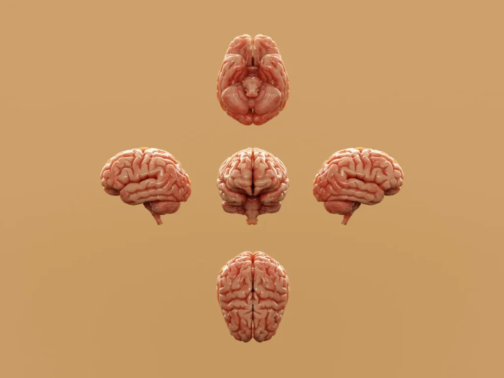 Clutter Taxes the Brain; Gardens Restore Focus - Featured image